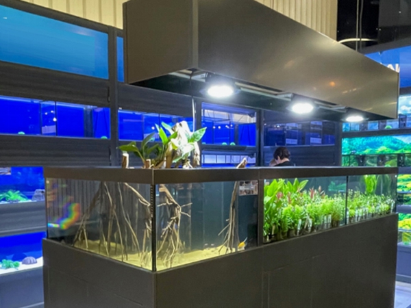 Aquarium light