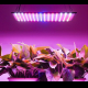 Plant growth light