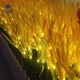 Solar wheat light;