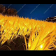 Solar wheat light;